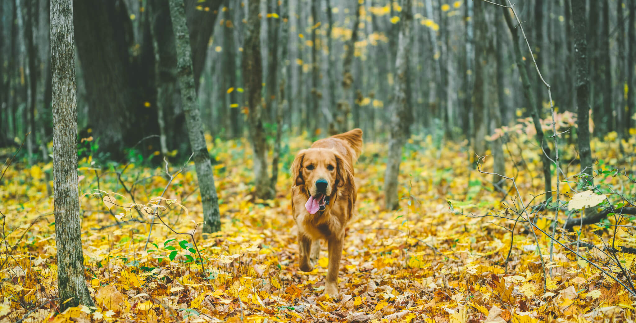 Dog Running In Fall Leaves 4460×4460