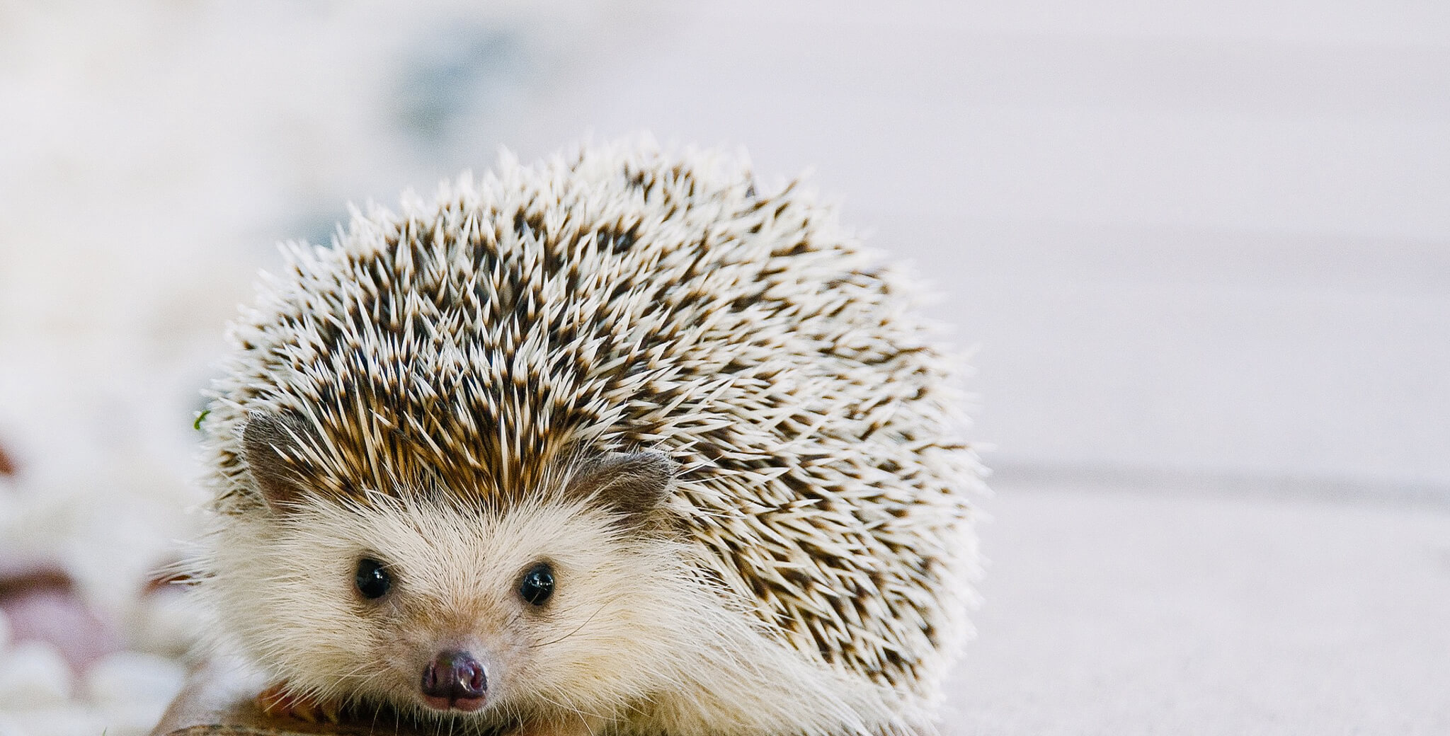 Hedgehog 1215140 1920